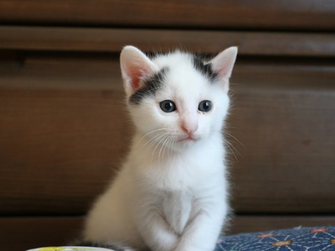 飼いやすい猫ランキング 飼育環境 アパート 価格 Com