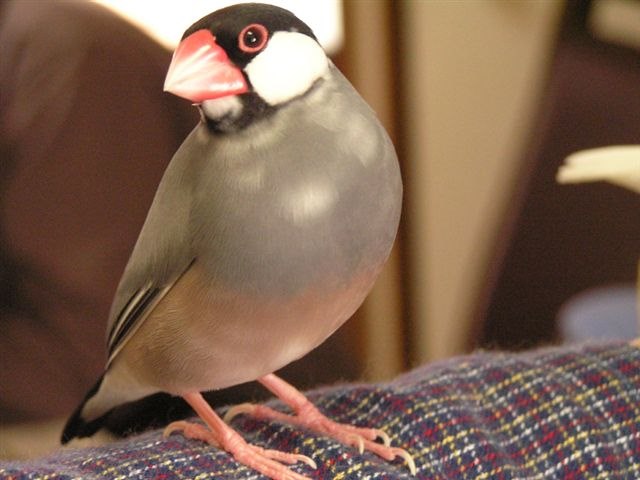 飼いやすい鳥ランキング 飼育環境 マンション 価格 Com