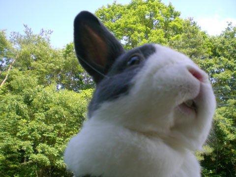 飼いやすい小動物ランキング 価格 Com