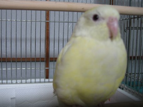 飼いやすい鳥ランキング 価格 Com