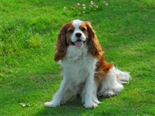 キャバリヤは一番かわいい犬種です 小型犬 キャバリア キング チャールズ スパニエル のクチコミ掲示板 価格 Com