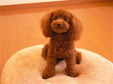 小さくて扱いやすい愛らしい犬種 小型犬 トイ プードル Samkunkunさんのレビュー評価 評判 価格 Com