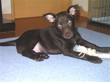 オーストラリアンケルピーの体重 中型犬 オーストラリアン ケルピー のクチコミ掲示板 価格 Com