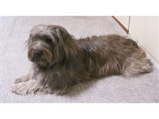 ピレニアン シープドッグ ペットの情報 価格 Com