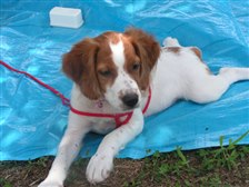 ブリタニー ブルトン 飼育のレポート 中型犬 ブリタニー スパニエル のクチコミ掲示板 価格 Com