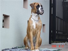 大型犬 ボクサー投稿画像 動画 価格 Com