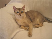 シンガプーラ ペットの情報 価格 Com