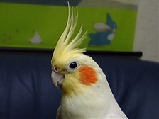 オカメインコ ペットの情報 - 価格.com