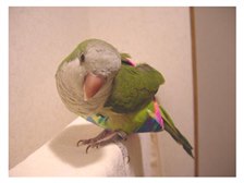 鳴き声すごいの インコ オキナインコ のクチコミ掲示板 価格 Com