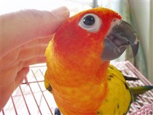 コガネメキシコインコ ペットの情報 - 価格.com