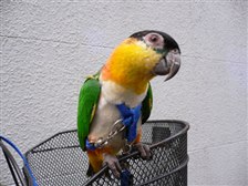 鳥とは思えない鳥です インコ ズグロシロハラインコ ズグロさんのレビュー評価 評判 価格 Com