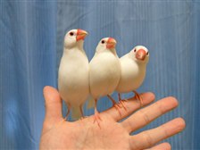 新しい文鳥の飼い方のご提案 ブンチョウ シロブンチョウ のクチコミ掲示板 価格 Com