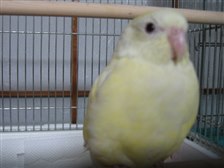 ビセイインコ ペットの情報 - 価格.com