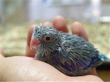 祝！「豆瑠璃羽」二世誕生 ブルーパイド (^^♪』 インコ マメルリハ のクチコミ掲示板 - 価格.com