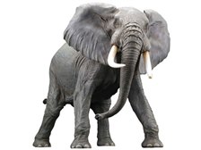 海洋堂 メガソフビアドバンス MSA-018 アフリカゾウ リデコ版 価格比較