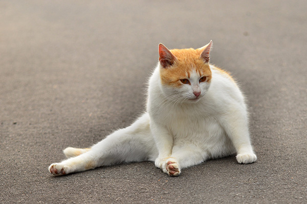 猫の関節炎の症状・原因と治療法について獣医師が解説 - 価格.com