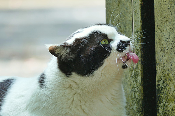 猫の尿毒症の症状 原因と治療法について獣医師が解説 価格 Com