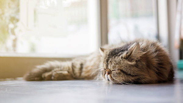 猫の膀胱炎の症状 原因と治療法について獣医師が解説 価格 Com