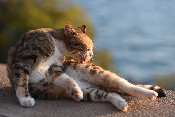 猫の皮膚病の症状 原因と治療法について獣医師が解説 価格 Com