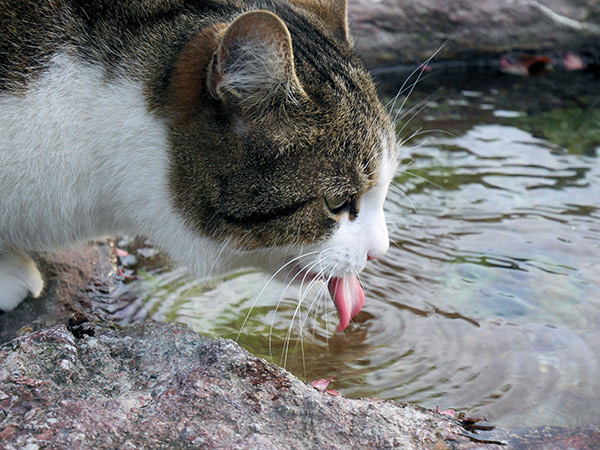 猫の糖尿病の症状 原因と治療法について獣医師が解説 価格 Com