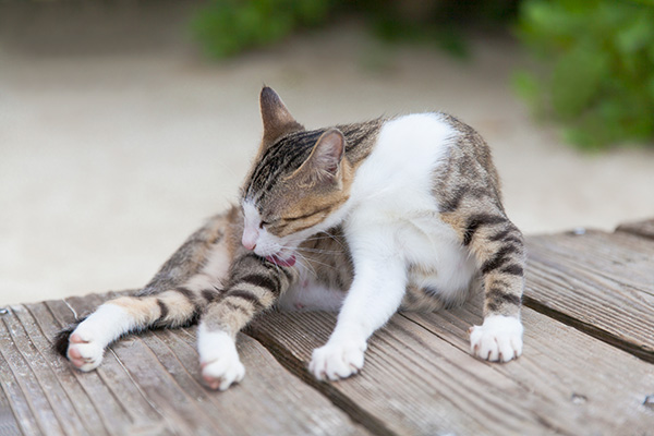 猫の肥満細胞腫の症状 原因と治療法について獣医師が解説 価格 Com