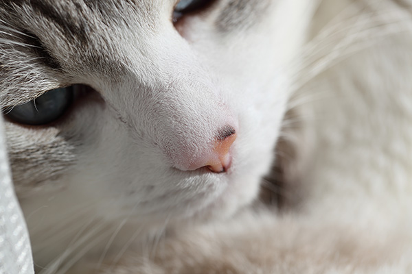 猫の鼻炎の症状 原因と治療法について獣医師が解説 価格 Com