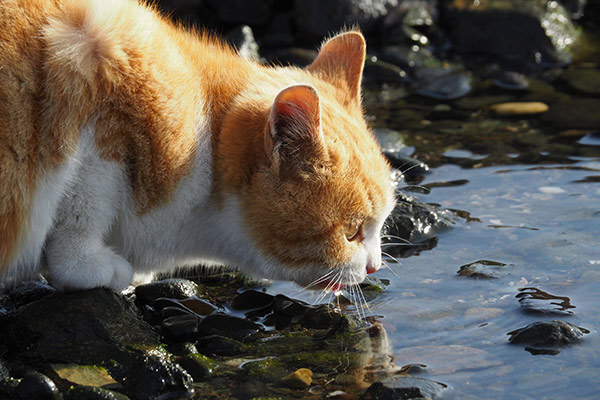 猫の脱水症状の原因とは 考えられる病気と対処法について獣医師が解説 価格 Com