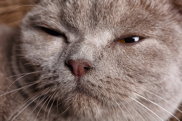 猫の目やにの原因とは 考えられる病気と対処法について獣医師が解説 価格 Com