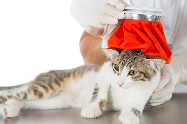 猫の熱がでる原因とは 考えられる病気と対処法について獣医師が解説 価格 Com