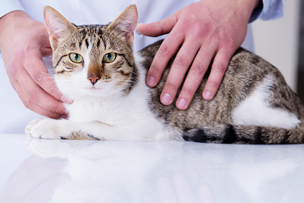 猫のしこりの原因とは 考えられる病気と対処法について獣医師が解説