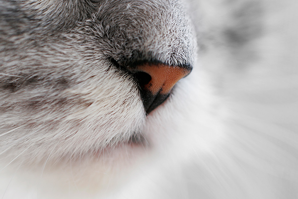 猫の鼻水の原因とは？考えられる病気と対処法について獣医師が解説 