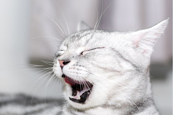 猫のくしゃみの原因とは 考えられる病気と対処法について獣医師が解説 価格 Com