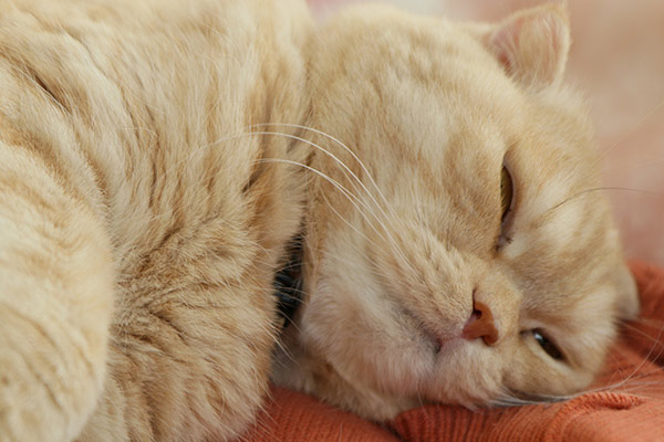 猫のいびきの原因とは？考えられる病気と対処法について獣医師が解説 