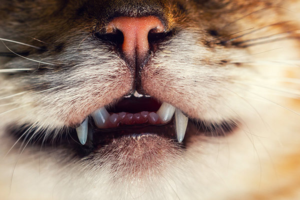 猫の歯石の原因とは 考えられる病気と対処法について獣医師が解説 価格 Com