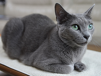 猫の消化器の病気 ｜ 症状・原因・治療法について獣医師が解説 - 価格.com