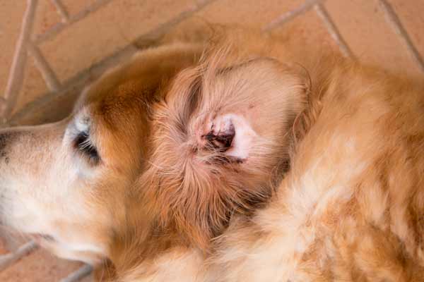 犬の耳血腫の症状 原因と治療法について獣医師が解説 価格 Com