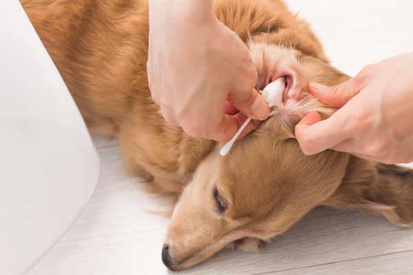 犬の外耳炎の症状 原因と治療法について獣医師が解説 価格 Com