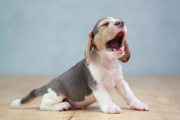 犬のくしゃみの原因とは 考えられる病気と対処法について獣医師が解説 価格 Com