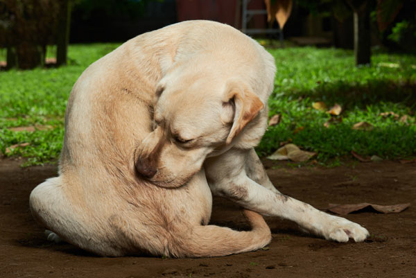 犬の膿皮症の症状 原因と治療法について獣医師が解説 価格 Com