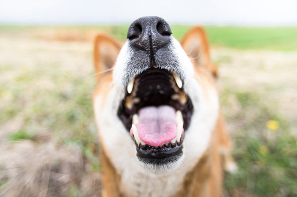 犬の歯周病の症状 原因と治療法について獣医師が解説 価格 Com