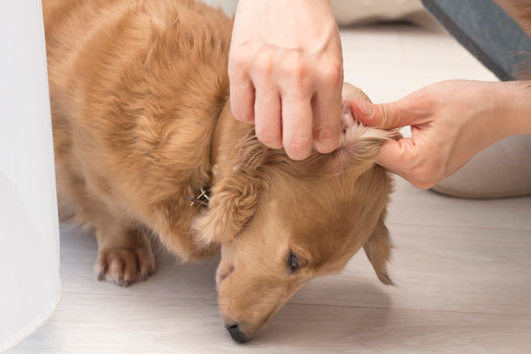 犬の耳がくさい原因とは 考えられる病気と対処法について獣医師が解説 価格 Com