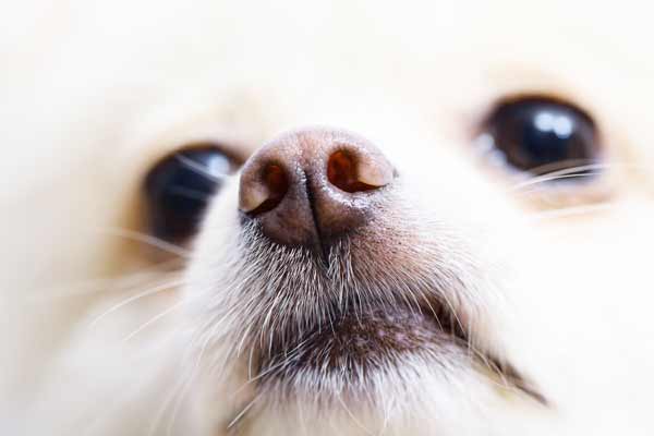 犬の鼻炎の症状 原因と治療法について獣医師が解説 価格 Com