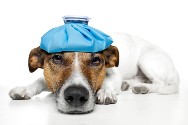 犬の熱がでる原因とは 考えられる病気と対処法について獣医師が解説 価格 Com