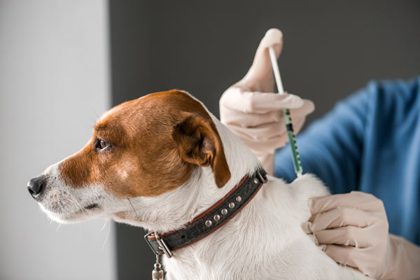 犬のしこりの原因とは 考えられる病気と対処法について獣医師が解説 価格 Com