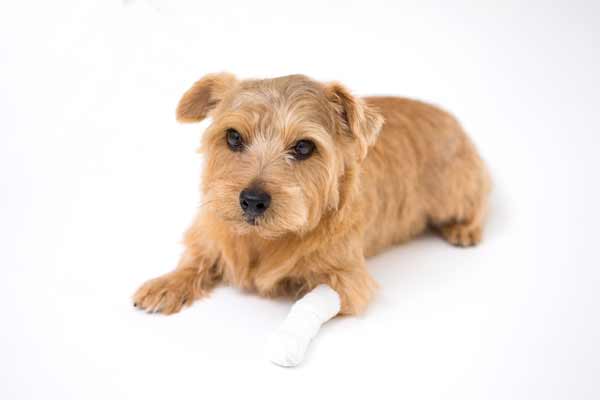 犬の骨折の症状 原因と治療法について獣医師が解説 価格 Com