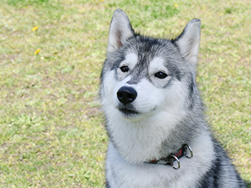 犬の目の病気 症状 原因 治療法について獣医師が解説 価格 Com