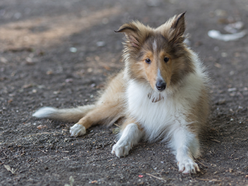 犬の呼吸器の病気 症状 原因 治療法について獣医師が解説 価格 Com