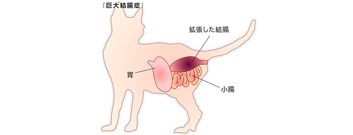 猫の便秘の原因とは？考えられる病気と対処法について獣医師が解説 - 猫 臓
器 場所