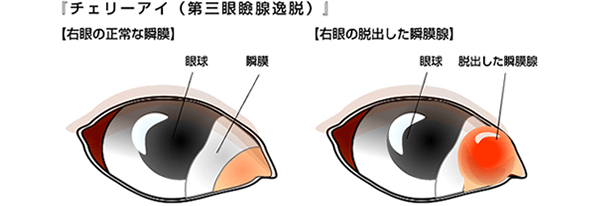 猫の白内障の症状 原因と治療法について獣医師が解説 価格 Com