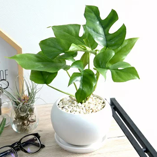 �q�������X�e��